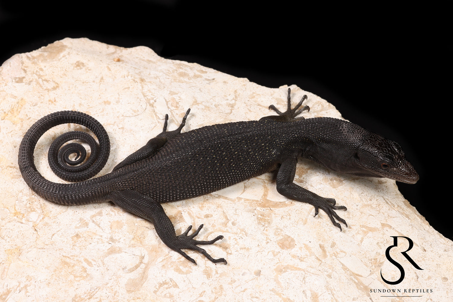 Black Tree Monitor (Varanus beccarii) - USCBB Unsexed #4 - Sundown Reptiles