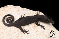 Black Tree Monitor (Varanus beccarii) - USCBB Unsexed #4 - Sundown Reptiles