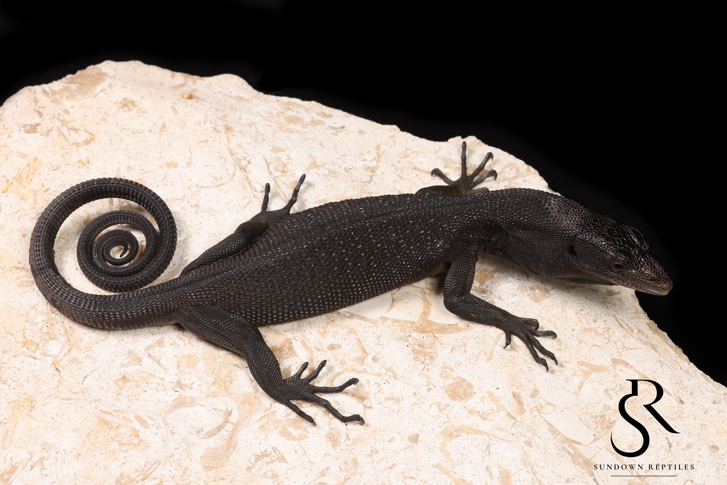 Black Tree Monitor (Varanus beccarii) - USCBB Unsexed #4 - Sundown Reptiles
