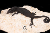 Black Tree Monitor (Varanus beccarii) - USCBB Unsexed #4 - Sundown Reptiles