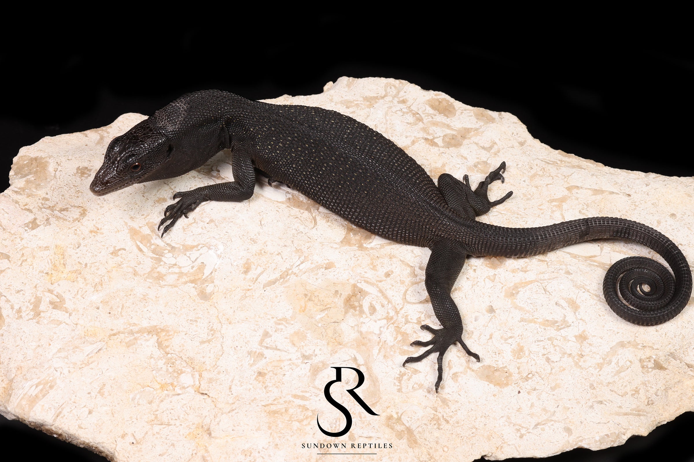 Black Tree Monitor (Varanus beccarii) - USCBB Unsexed #4 - Sundown Reptiles