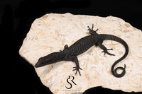 Black Tree Monitor (Varanus beccarii) - USCBB Unsexed #7 - Sundown Reptiles