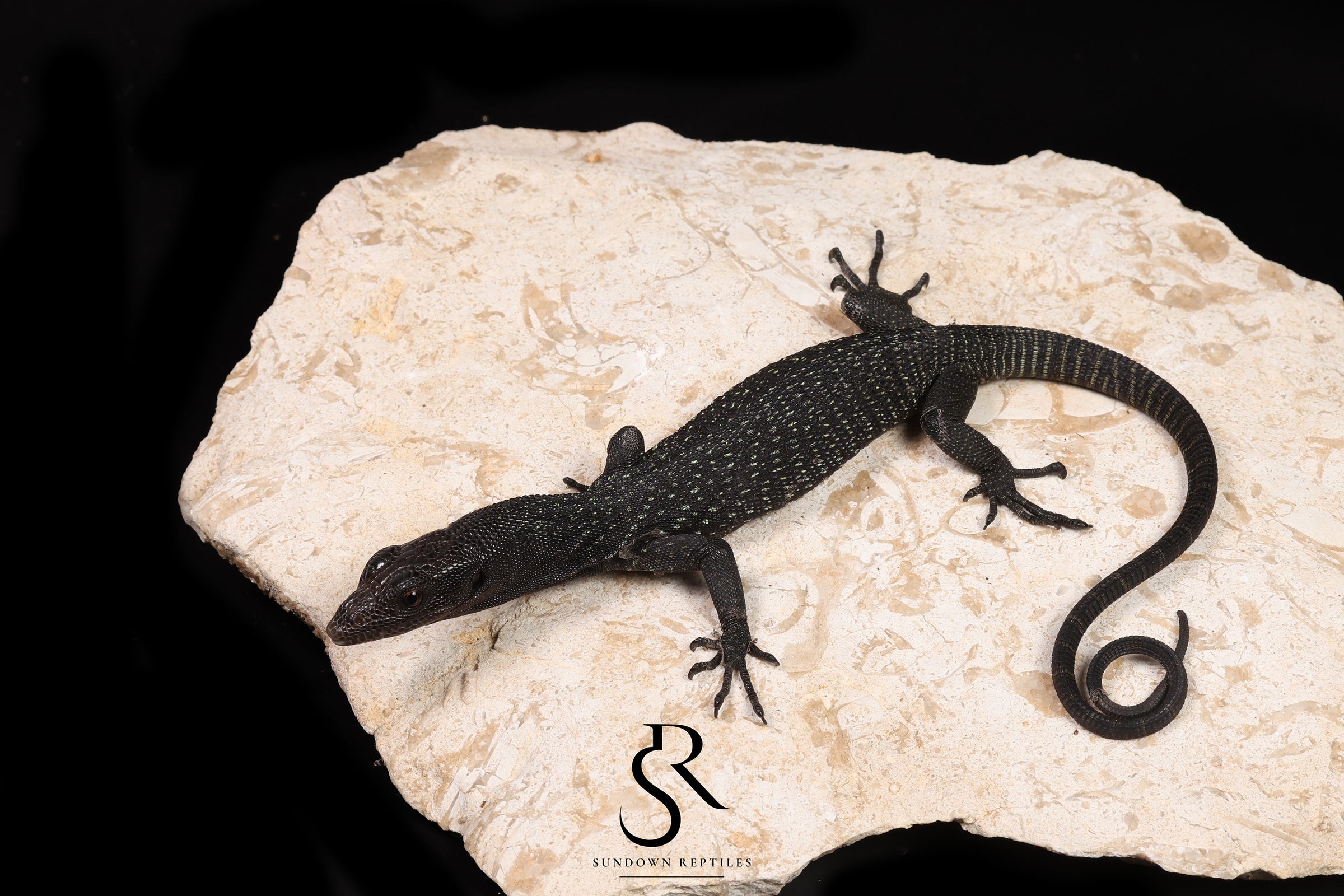 Black Tree Monitor (Varanus beccarii) - USCBB Unsexed #7 - Sundown Reptiles