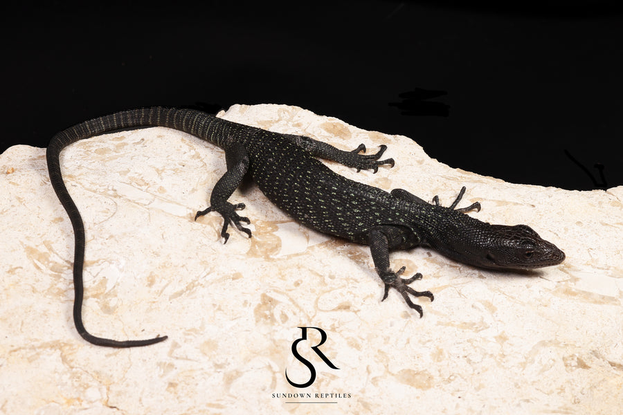 Black Tree Monitor (Varanus beccarii) - USCBB Unsexed #7 - Sundown Reptiles