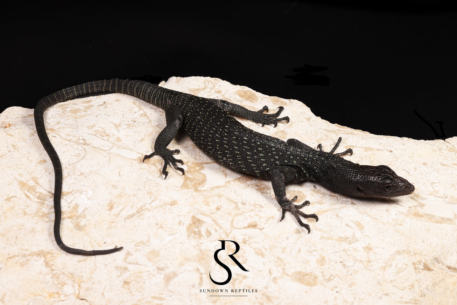Black Tree Monitor (Varanus beccarii) - USCBB Unsexed #7 - Sundown Reptiles