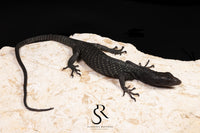 Black Tree Monitor (Varanus beccarii) - USCBB Unsexed #7 - Sundown Reptiles