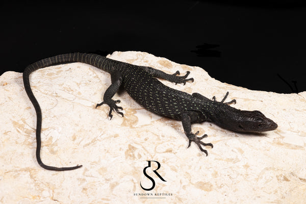 Black Tree Monitor (Varanus beccarii) - USCBB Unsexed #7 - Sundown Reptiles