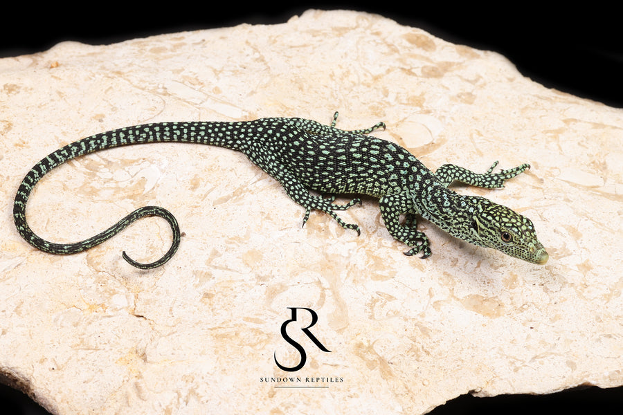 Biak Island Tree Monitor (Varanus kordensis) - USCBB Unsexed - Sundown Reptiles