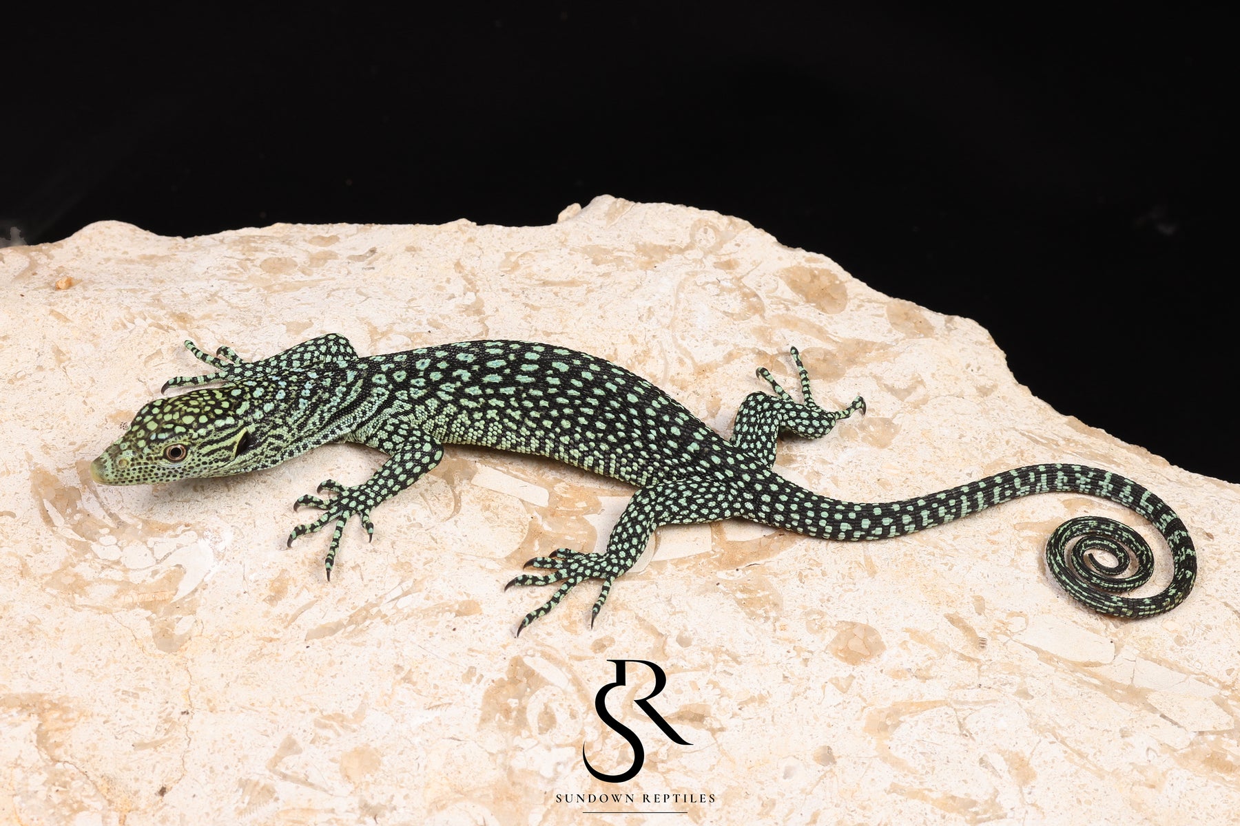 Biak Island Tree Monitor (Varanus kordensis) - USCBB Unsexed - Sundown Reptiles