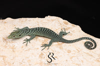 Biak Island Tree Monitor (Varanus kordensis) - USCBB Unsexed - Sundown Reptiles
