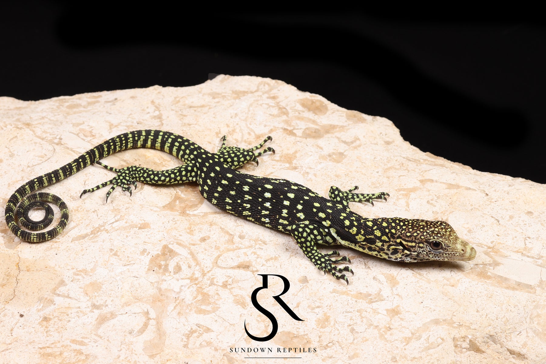 Golden-Spotted Tree Monitor (Varanus boehmei) - USCBB Unsexed Galaxy Pairing - Sundown Reptiles