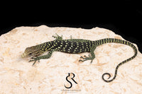 Golden-Spotted Tree Monitor (Varanus boehmei) - USCBB Unsexed Galaxy Pairing - Sundown Reptiles