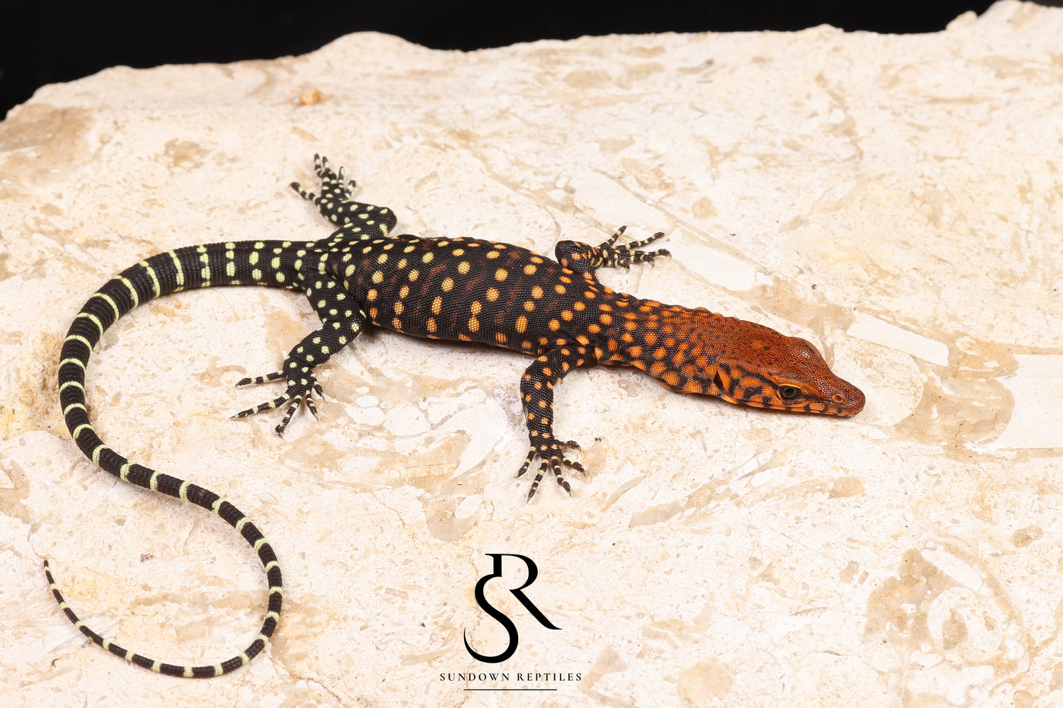 Pilbara Rock Monitor (Varanus pilbarensis) Unsexed #2 - Sundown Reptiles