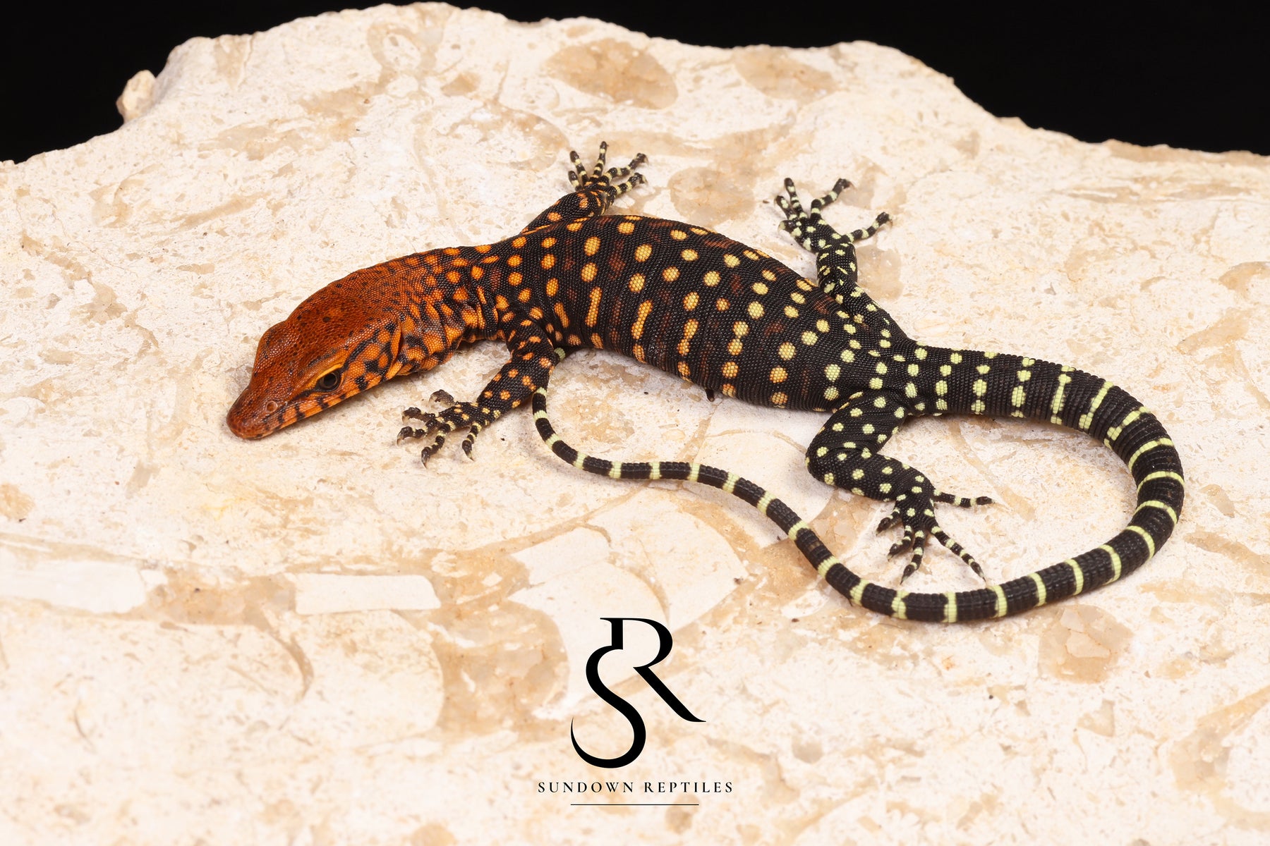 Pilbara Rock Monitor (Varanus pilbarensis) Unsexed #2 - Sundown Reptiles