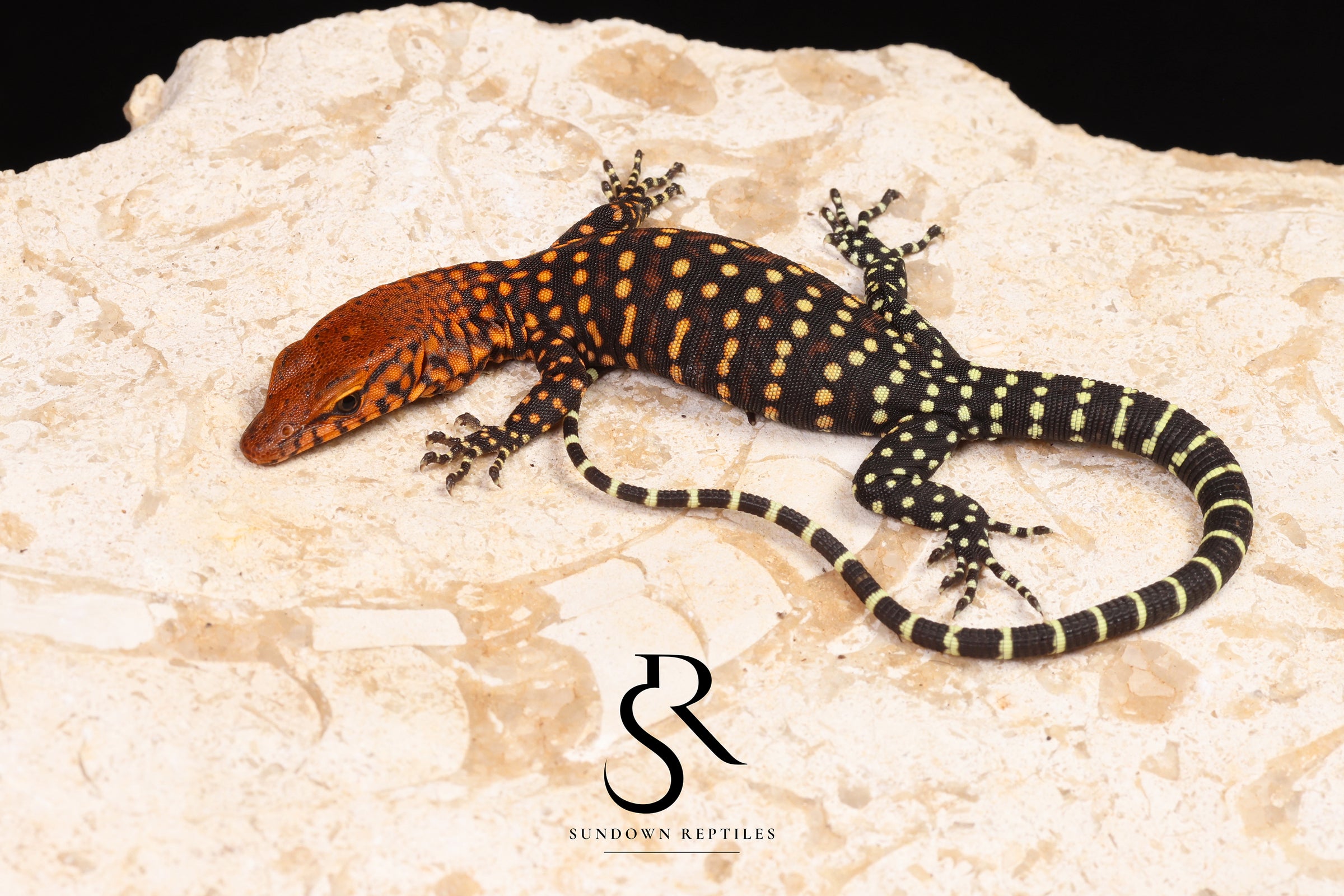 Pilbara Rock Monitor (Varanus pilbarensis) Unsexed #2 - Sundown Reptiles