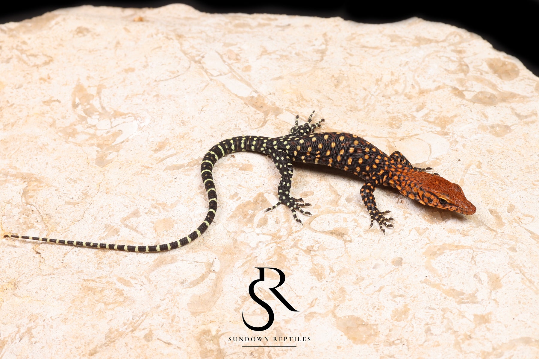 Pilbara Rock Monitor (Varanus pilbarensis) Unsexed #3 - Sundown Reptiles