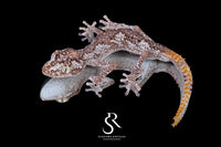 Northern Spiny-Tailed Gecko (Strophurus ciliaris) - Male SC2025-13 - Sundown Reptiles
