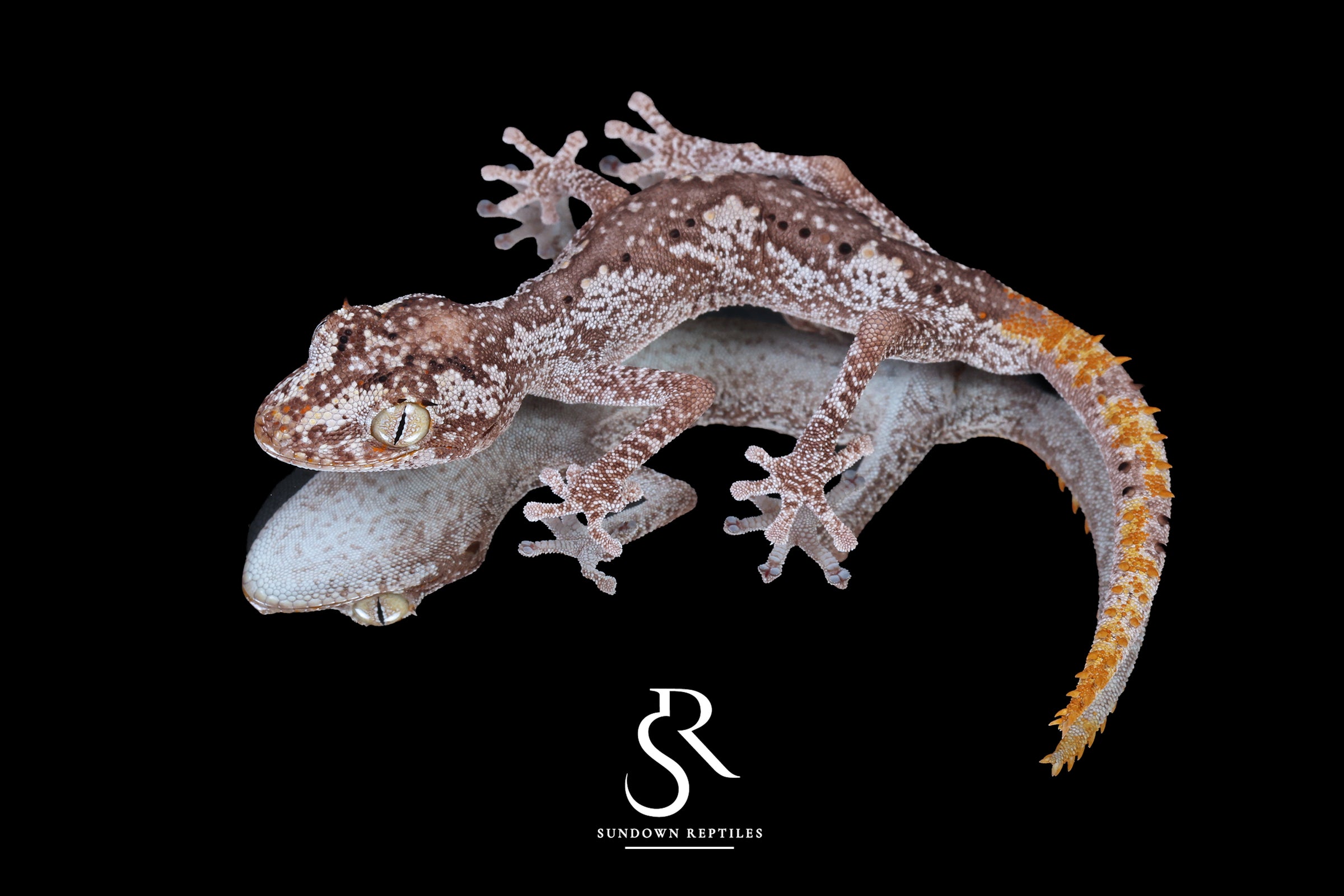 Northern Spiny-Tailed Gecko (Strophurus ciliaris) - Male SC2025-13 - Sundown Reptiles