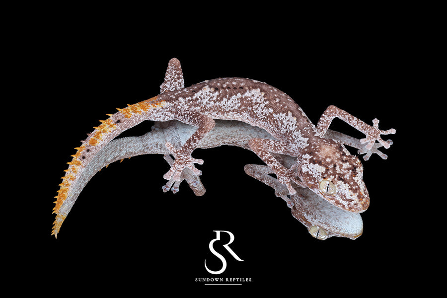 Northern Spiny-Tailed Gecko (Strophurus ciliaris) - Male SC2025-13 - Sundown Reptiles