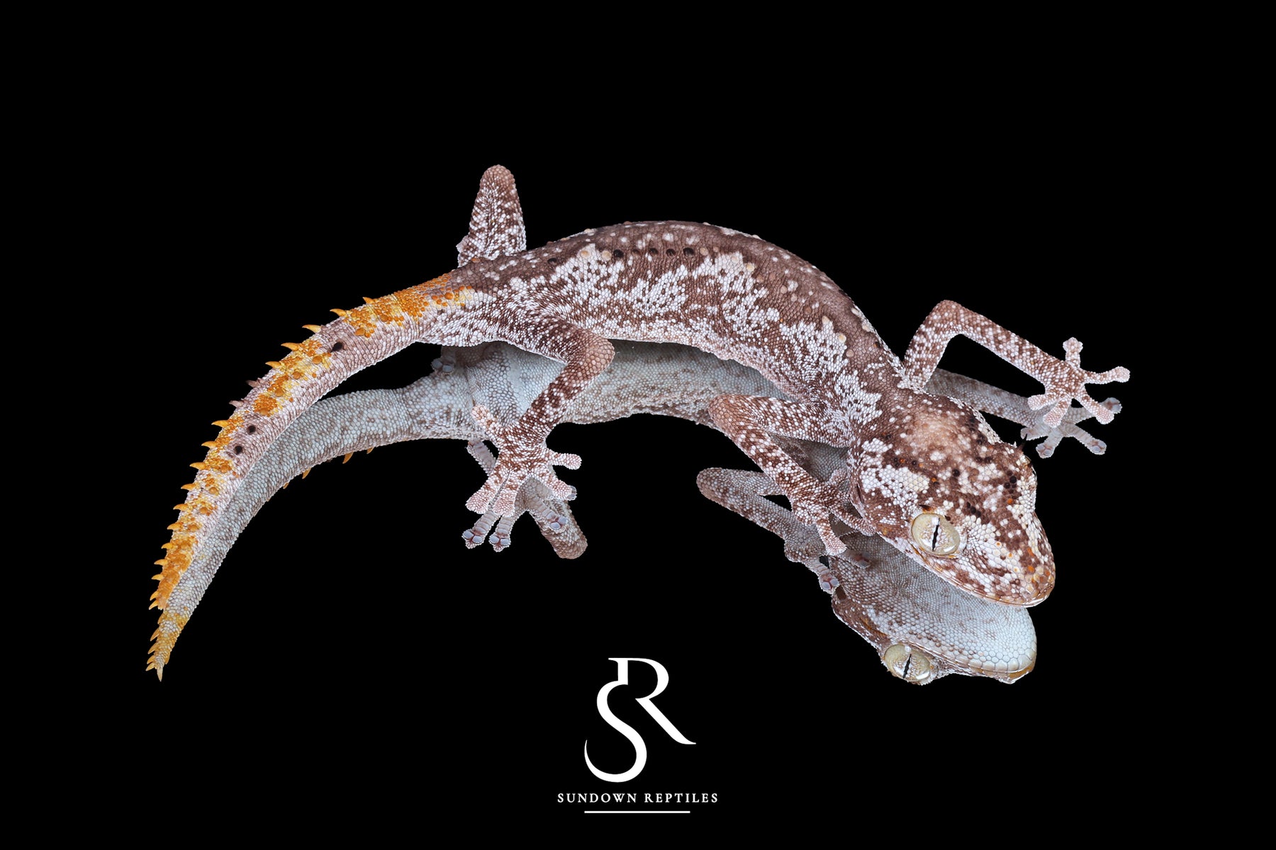 Northern Spiny-Tailed Gecko (Strophurus ciliaris) - Male SC2025-13 - Sundown Reptiles