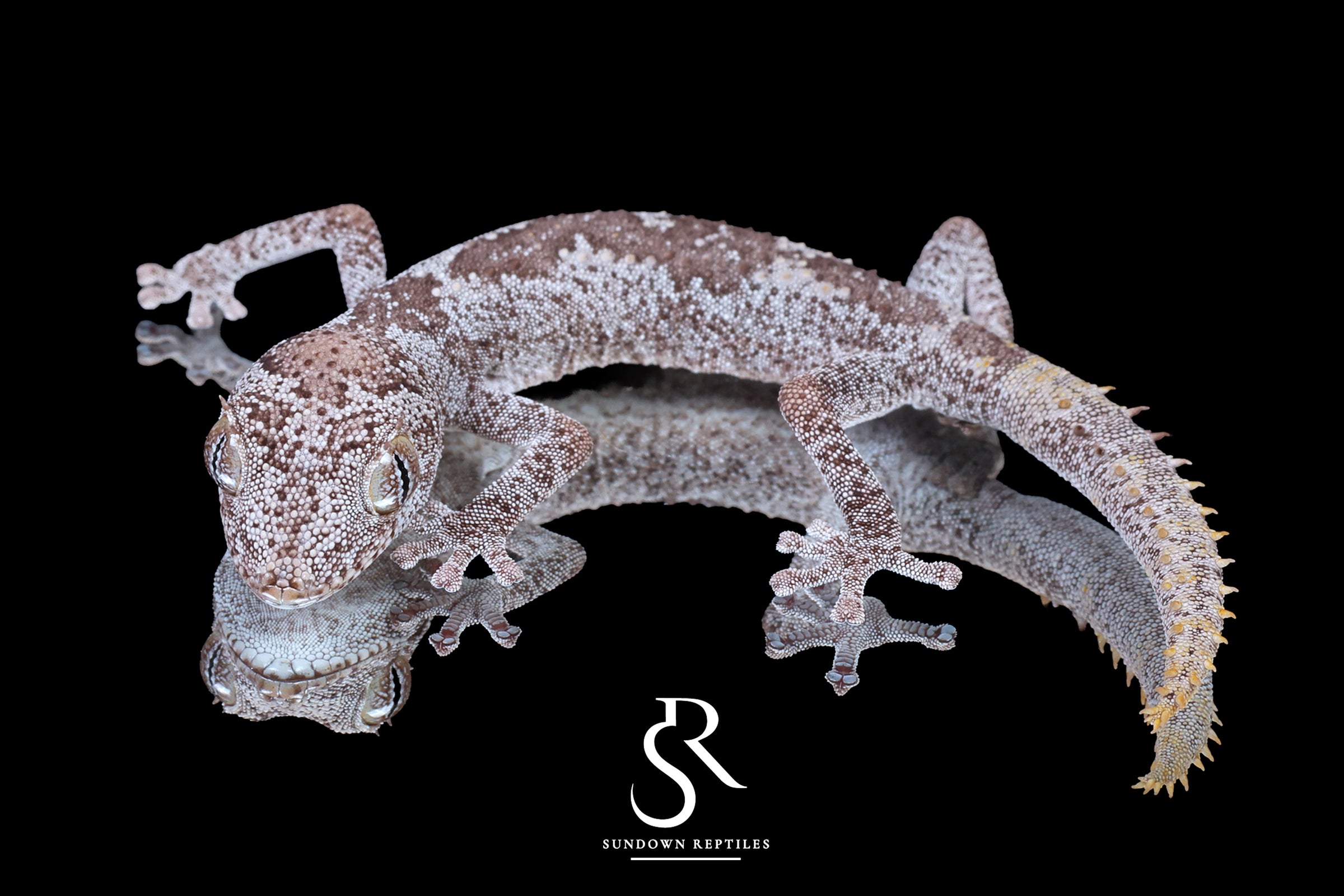 Northern Spiny-Tailed Gecko (Strophurus ciliaris) - Male SC2025-15 - Sundown Reptiles