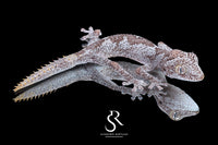 Northern Spiny-Tailed Gecko (Strophurus ciliaris) - Male SC2025-15 - Sundown Reptiles