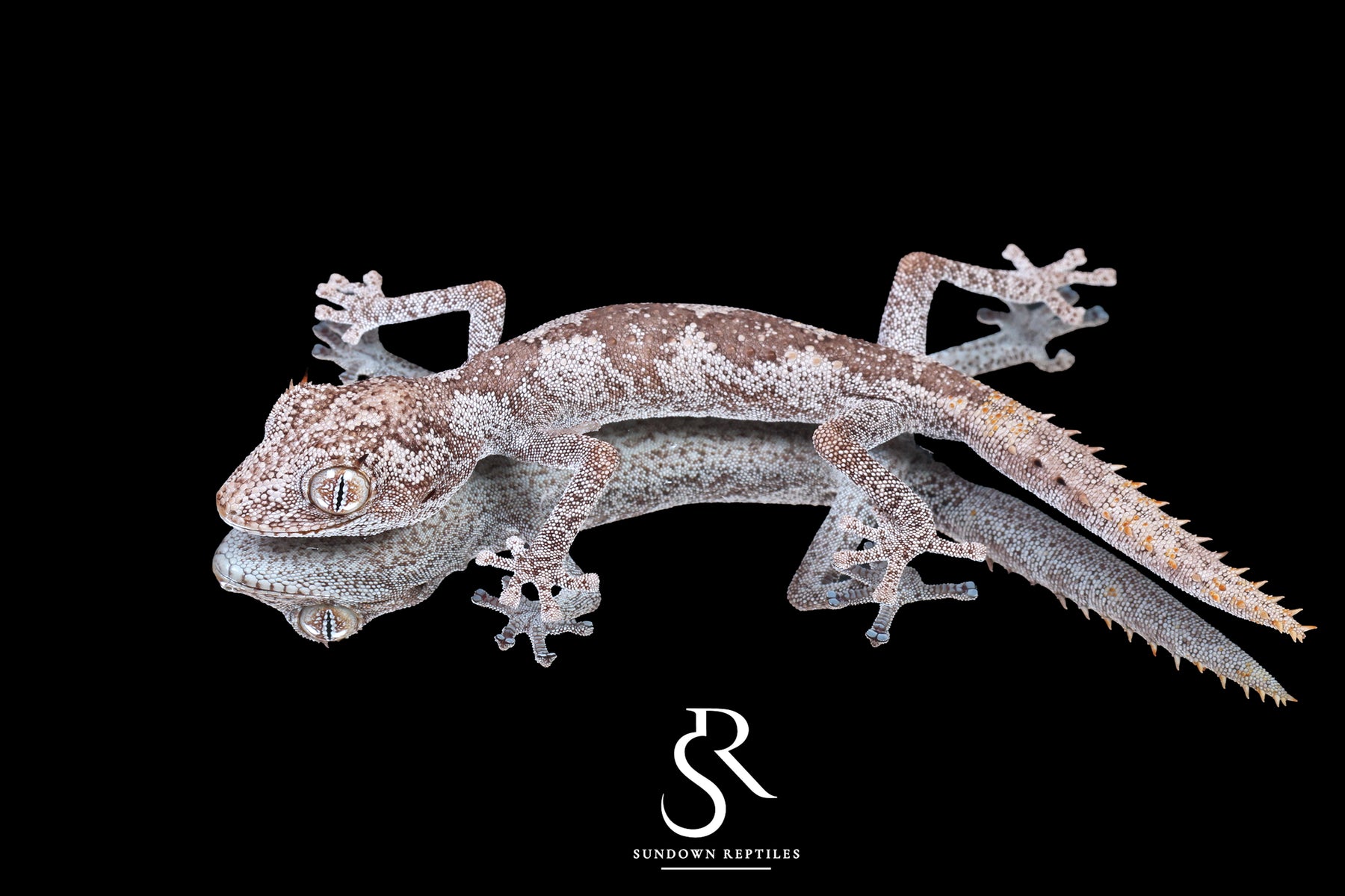 Northern Spiny-Tailed Gecko (Strophurus ciliaris) - Male SC2025-17 - Sundown Reptiles