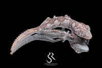 Northern Spiny-Tailed Gecko (Strophurus ciliaris) - Male SC2025-17 - Sundown Reptiles