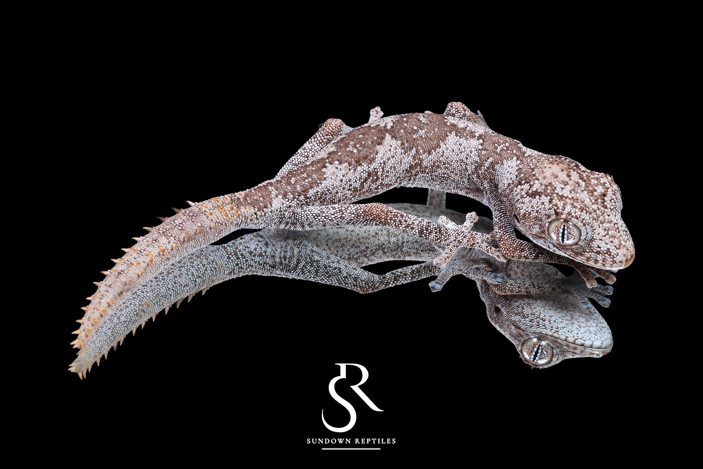 Northern Spiny-Tailed Gecko (Strophurus ciliaris) - Male SC2025-17 - Sundown Reptiles