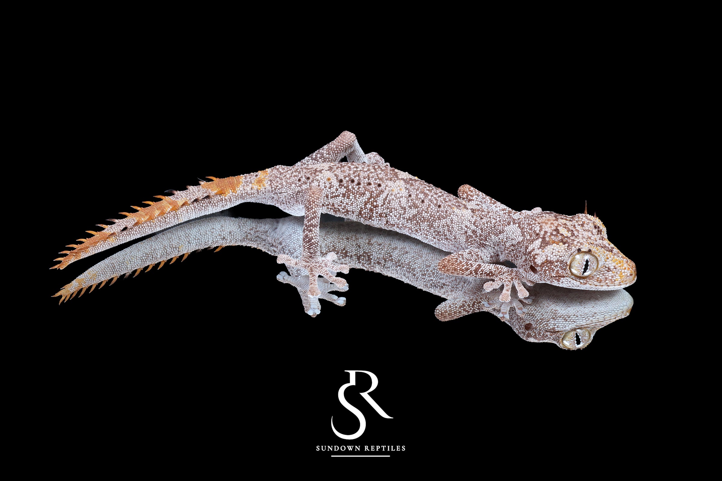 Northern Spiny-Tailed Gecko (Strophurus ciliaris) - Female SC2025-18 - Sundown Reptiles