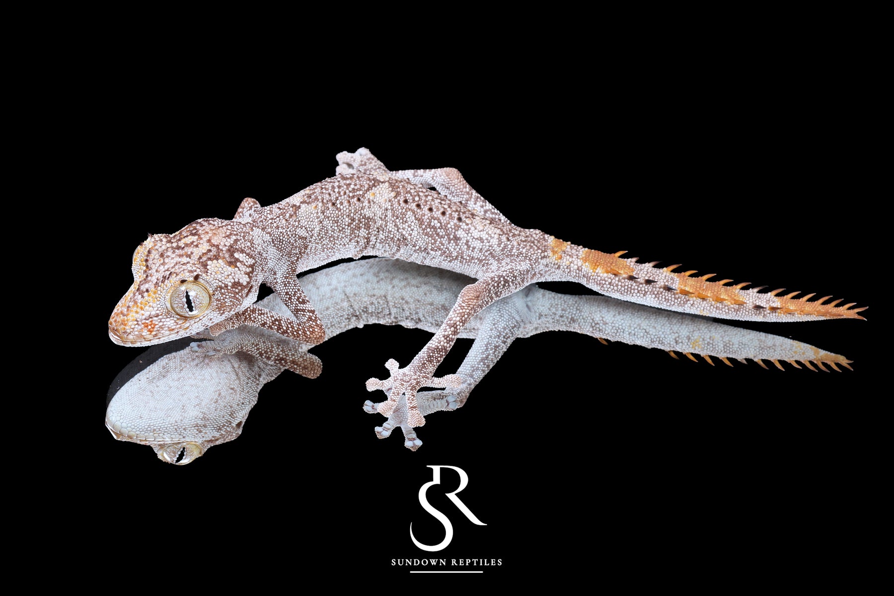 Northern Spiny-Tailed Gecko (Strophurus ciliaris) - Female SC2025-18 - Sundown Reptiles