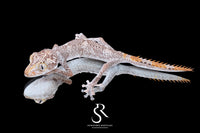 Northern Spiny-Tailed Gecko (Strophurus ciliaris) - Female SC2025-18 - Sundown Reptiles