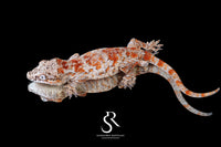 Gargoyle Gecko -Male Blotch (Hotshot x Saffron) RA2025-45 - Sundown Reptiles