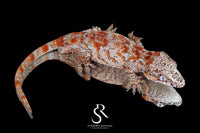 Gargoyle Gecko -Male Blotch (Hotshot x Saffron) RA2025-45 - Sundown Reptiles