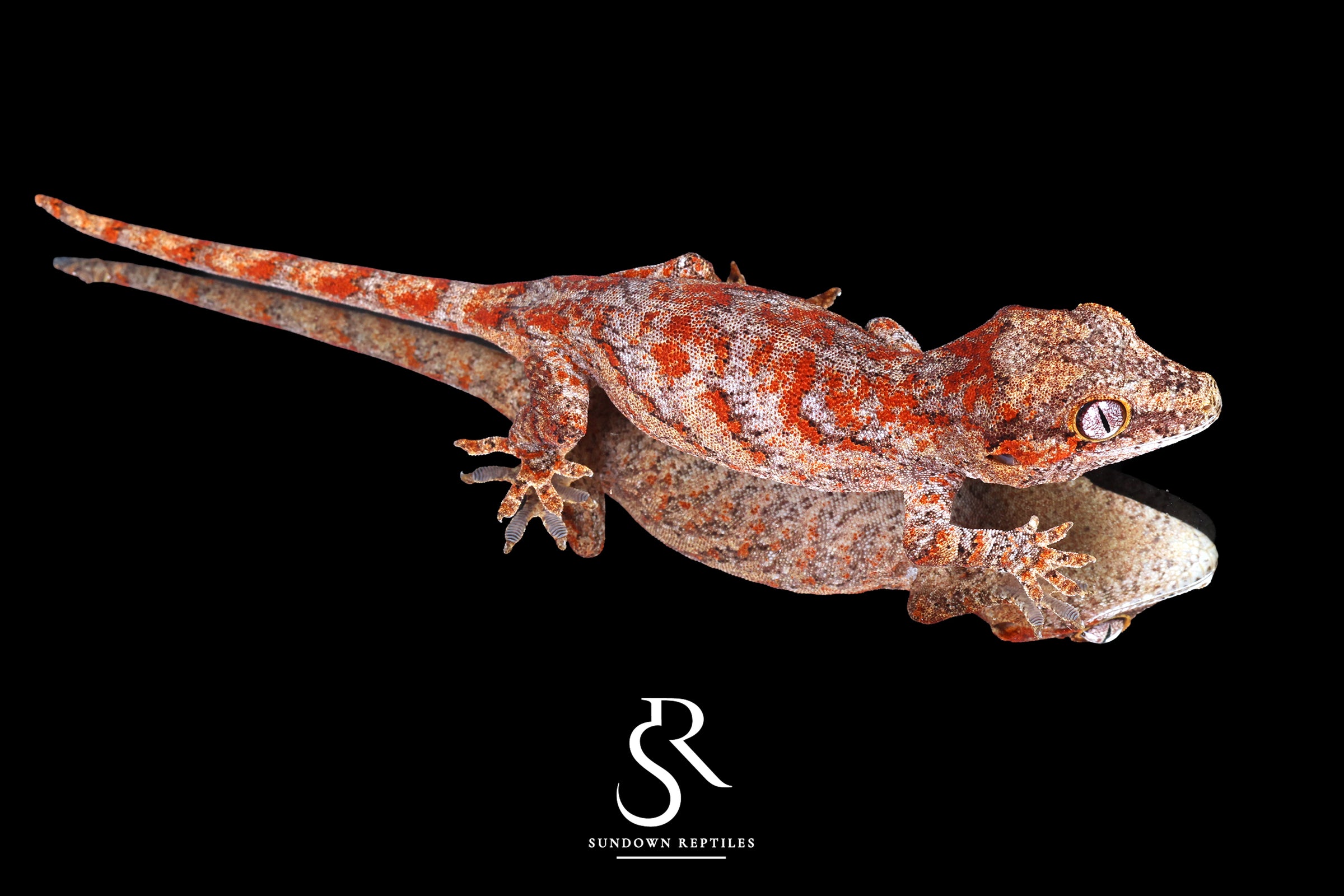 Gargoyle Gecko - Unsexed Skeleton Blotch (Desire x Tigra) RA2026-1 - Sundown Reptiles
