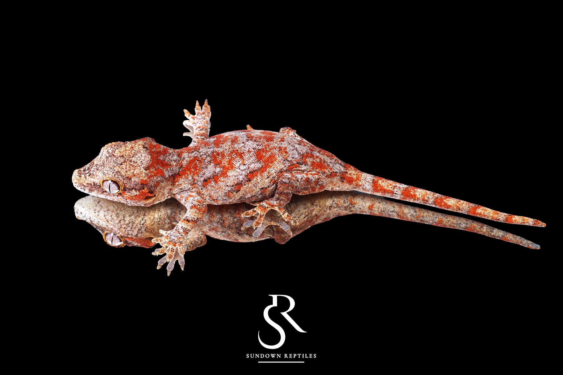 Gargoyle Gecko - Unsexed Skeleton Blotch (Desire x Tigra) RA2026-1 - Sundown Reptiles