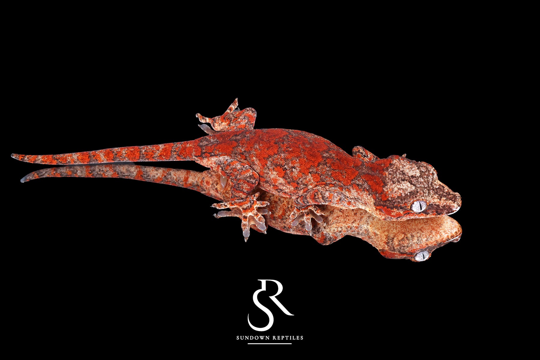 Gargoyle Gecko - Male Skeleton Superblotch (Wildfire) RA2025-100 - Sundown Reptiles