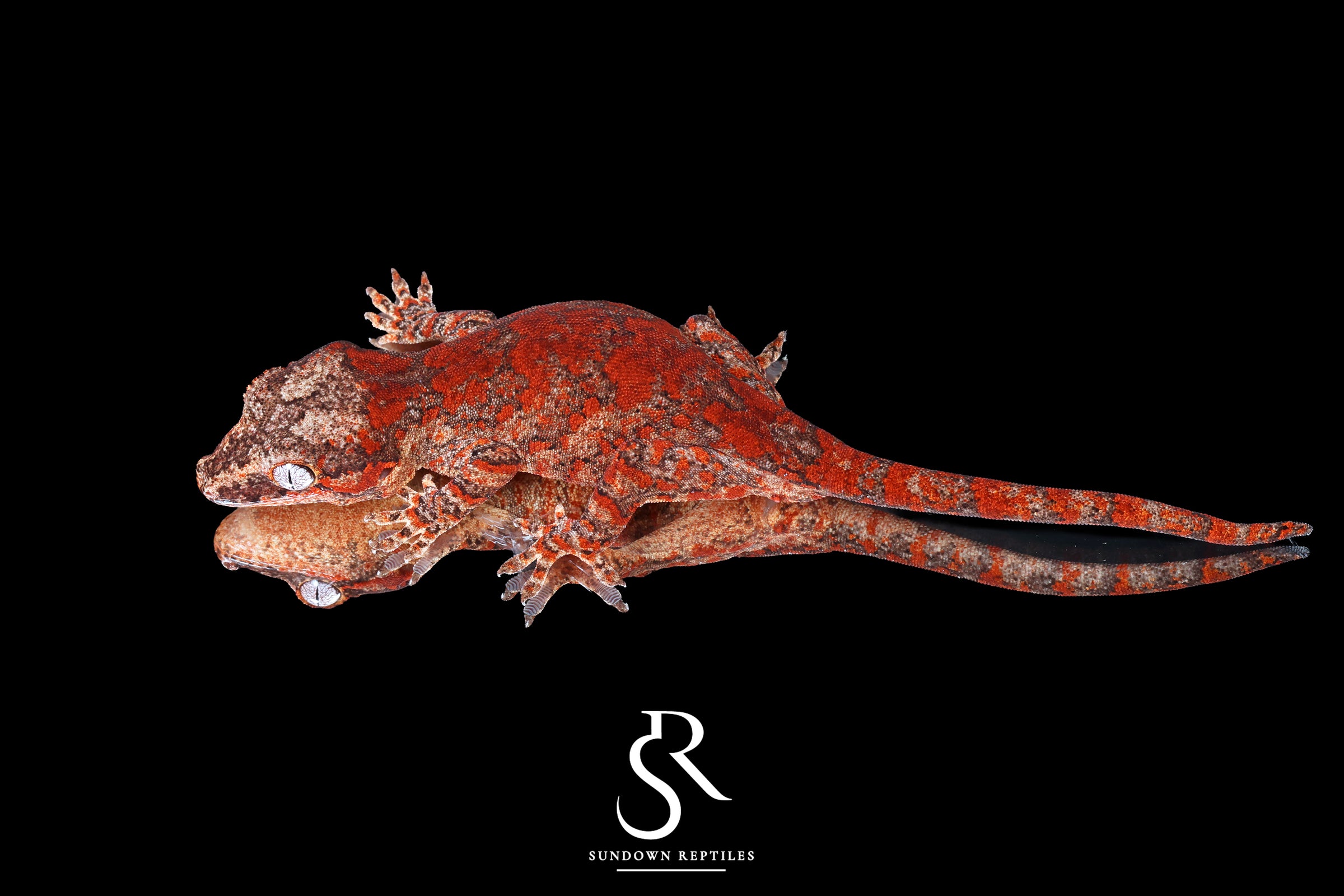 Gargoyle Gecko - Male Skeleton Superblotch (Wildfire) RA2025-100 - Sundown Reptiles
