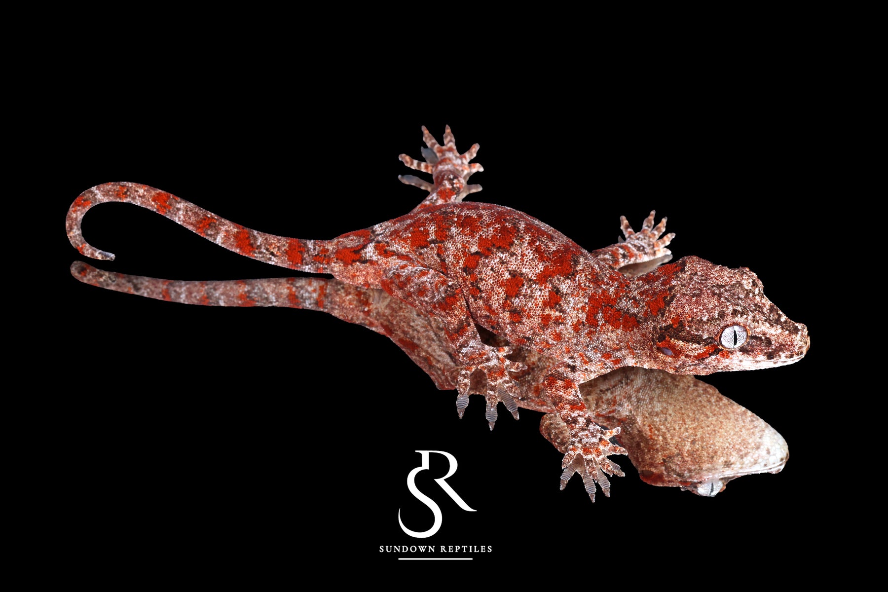 Gargoyle Gecko - Unsexed Blotch (Rodan) RA2025-101 - Sundown Reptiles