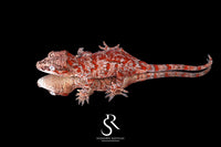 Gargoyle Gecko - Unsexed Blotch (Rodan) RA2025-101 - Sundown Reptiles