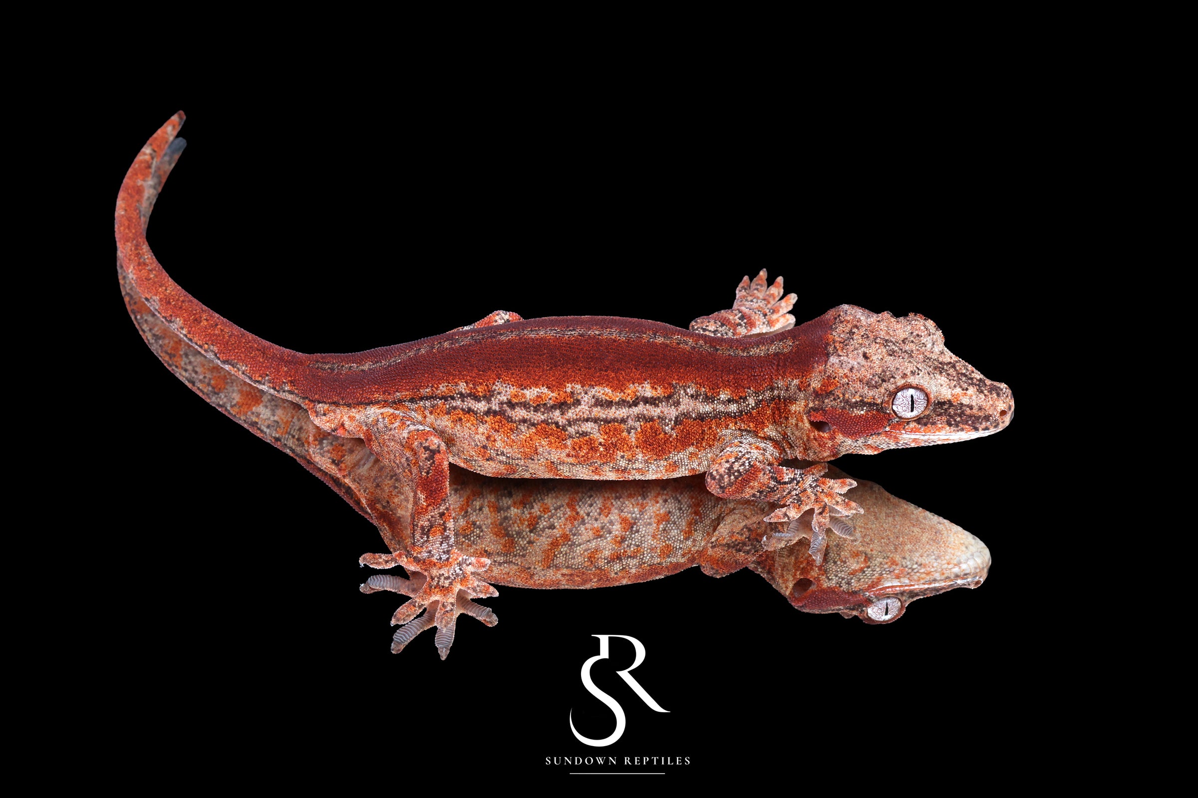 Gargoyle Gecko - Male Red Stripe (Caliber) RA2025-102 - Sundown Reptiles