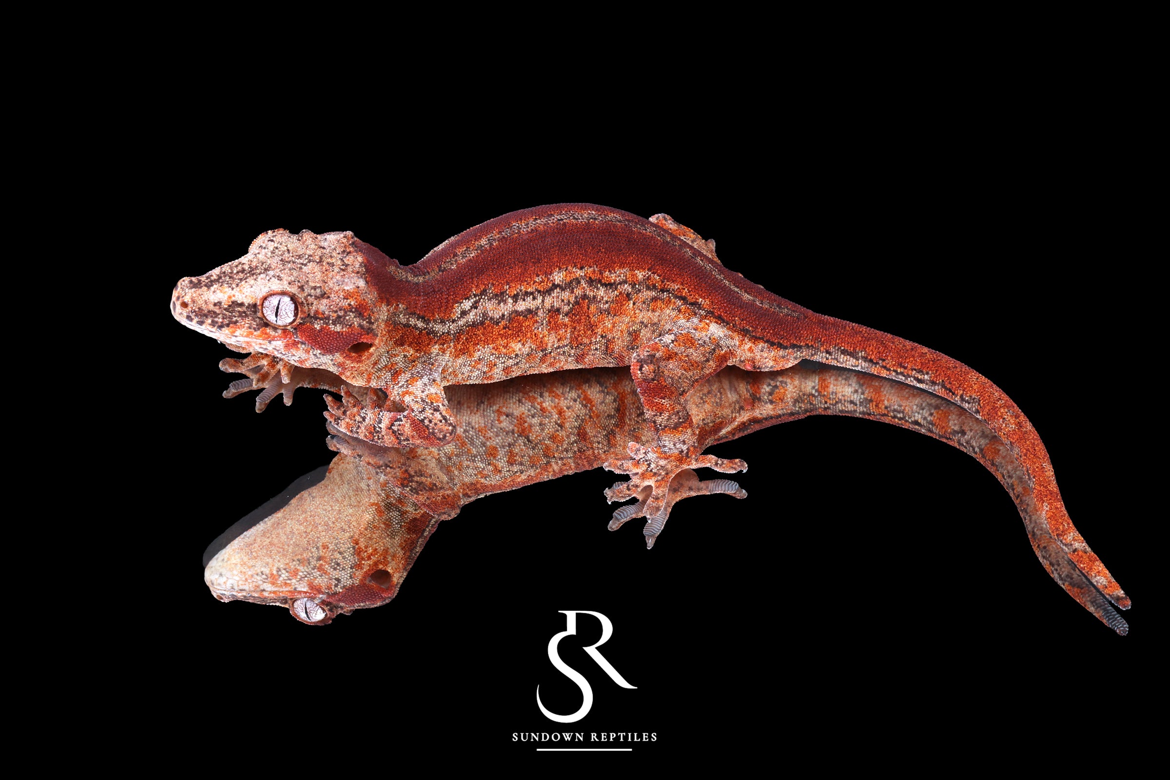 Gargoyle Gecko - Male Red Stripe (Caliber) RA2025-102 - Sundown Reptiles