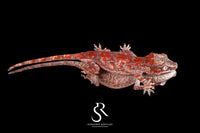 Gargoyle Gecko - Unsexed Super Blotch  (Unknown) RA2025-103 - Sundown Reptiles