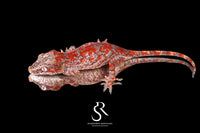 Gargoyle Gecko - Unsexed Super Blotch  (Unknown) RA2025-103 - Sundown Reptiles