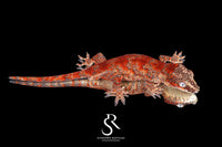 Gargoyle Gecko - Male Bicolor Super Blotch (Coral x Starburst) RA2025-104 - Sundown Reptiles