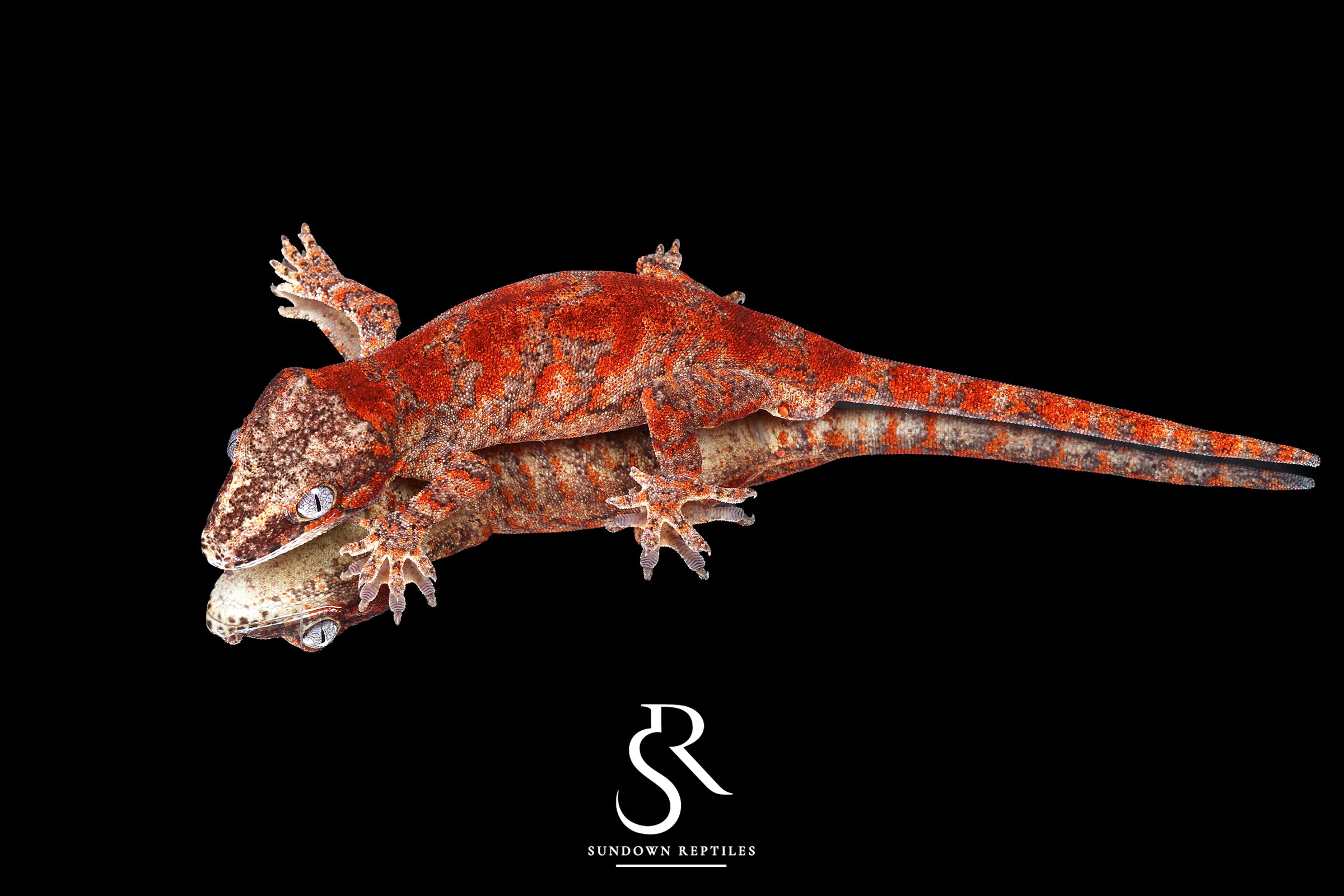 Gargoyle Gecko - Male Bicolor Super Blotch (Coral x Starburst) RA2025-104 - Sundown Reptiles
