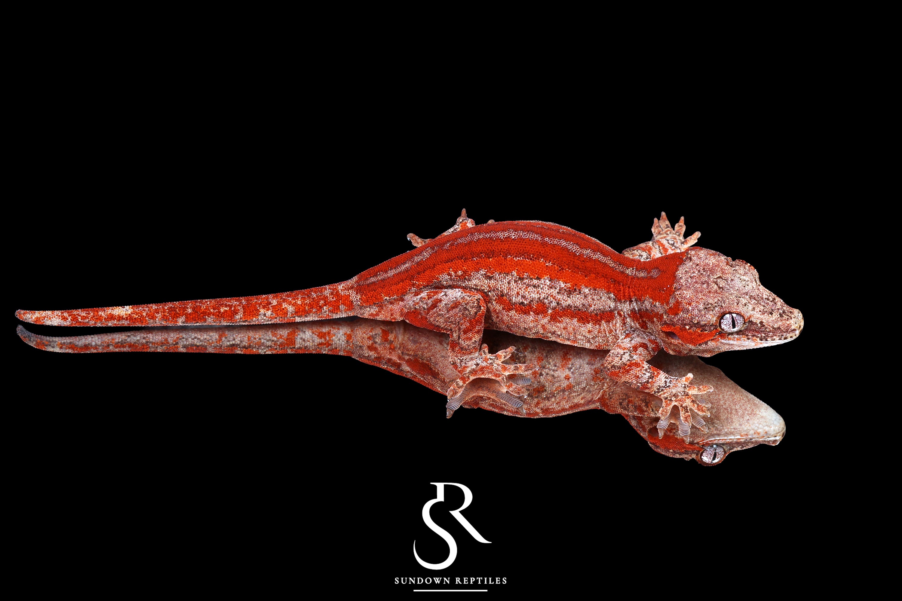 tw.gargoyleページ Premium Gargoyle Gecko Morphs - Rare Genetics | Sundown NC