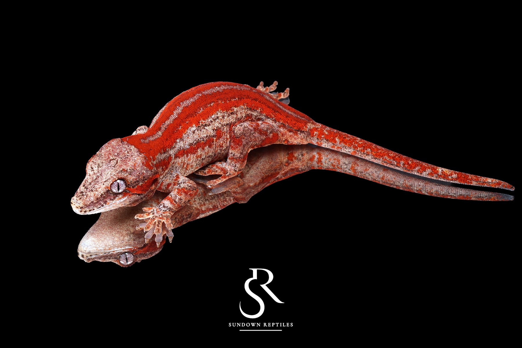 Gargoyle Gecko -Female Six Stripe (Orion) RA2025-105 - Sundown Reptiles