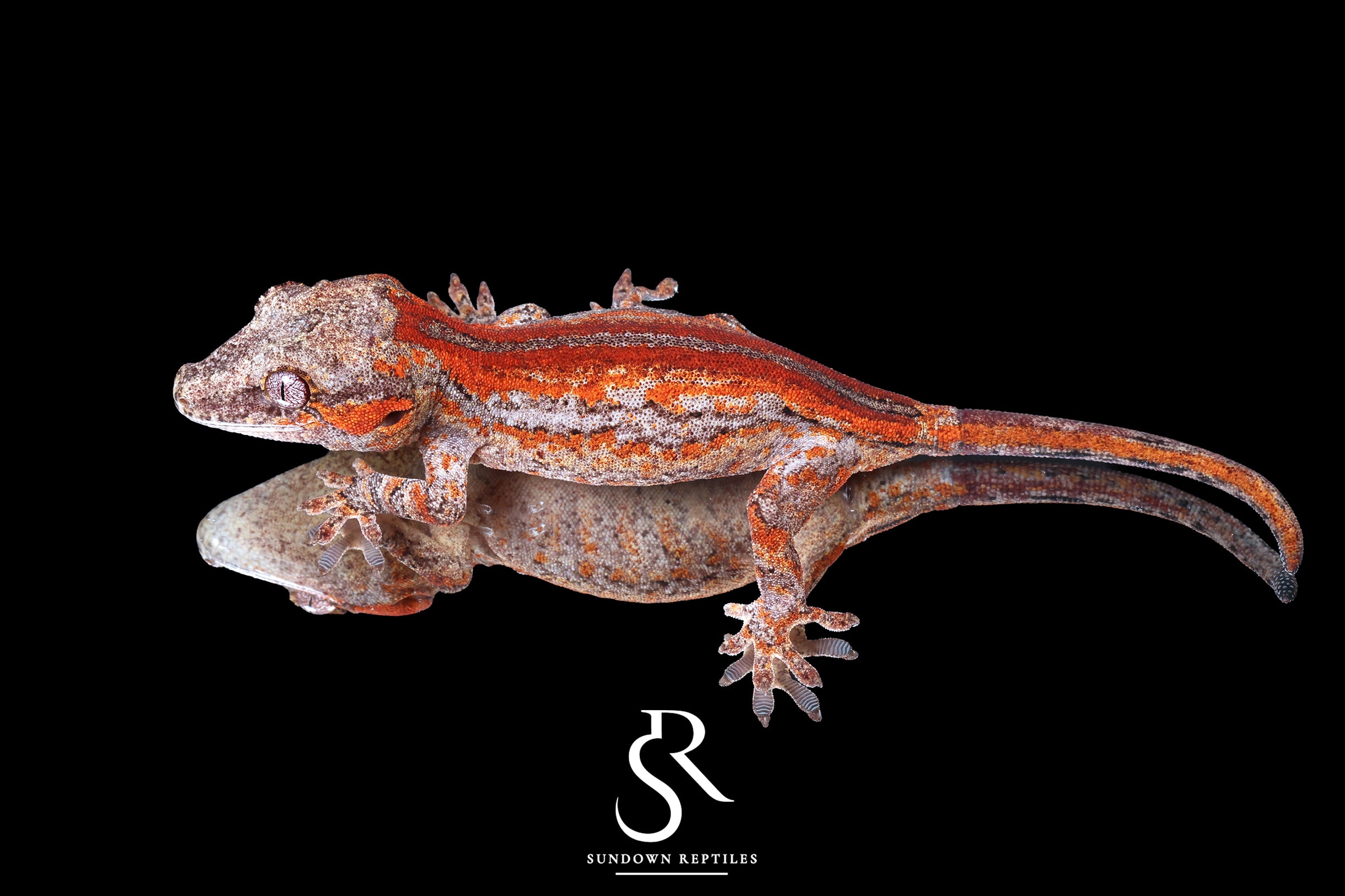 Gargoyle Gecko -Unsexed Six Stripe (Orion) RA2025-106 - Sundown Reptiles