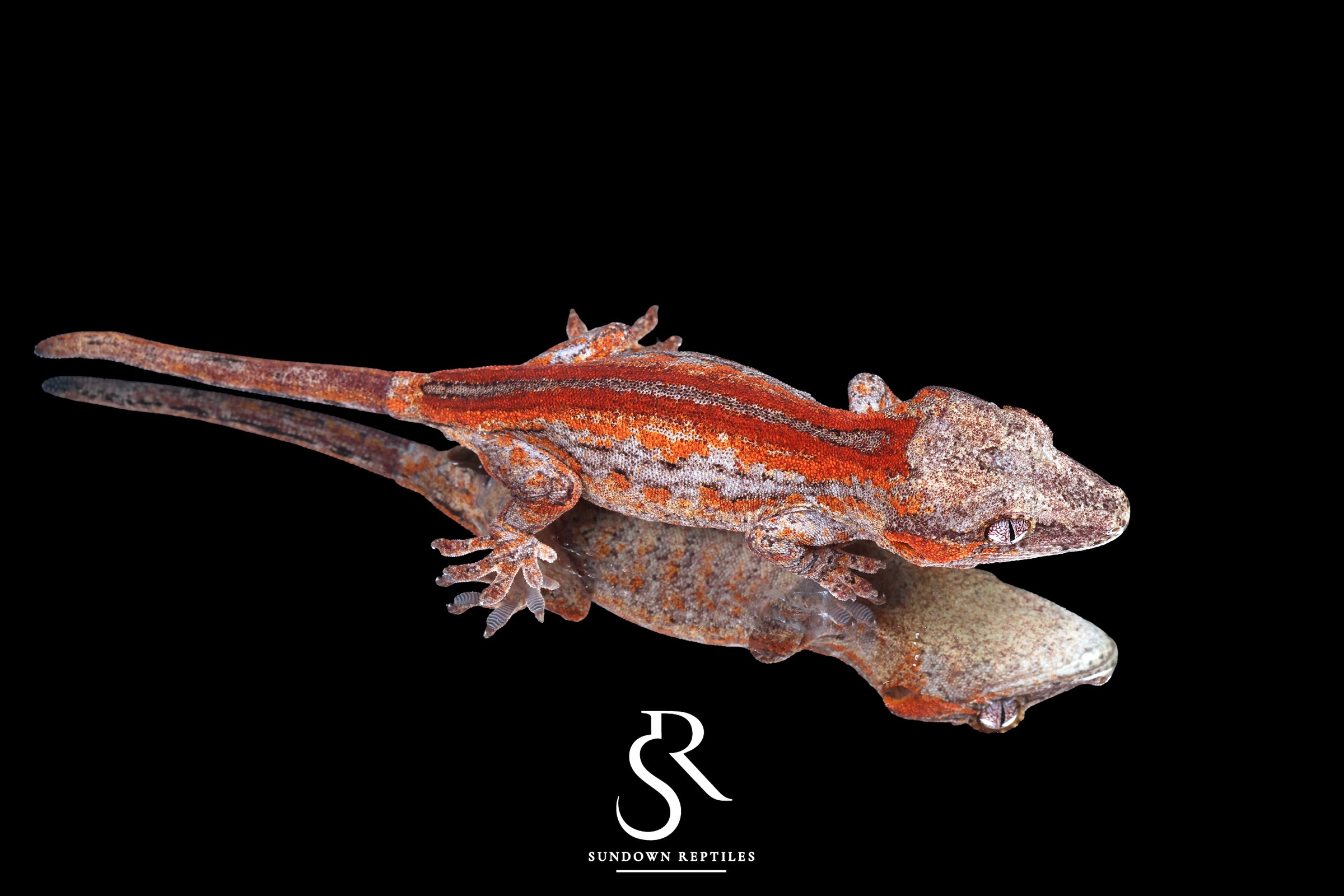 Gargoyle Gecko -Unsexed Six Stripe (Orion) RA2025-106 - Sundown Reptiles